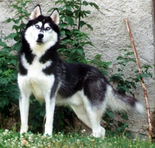 sibirsky-husky_5.jpg